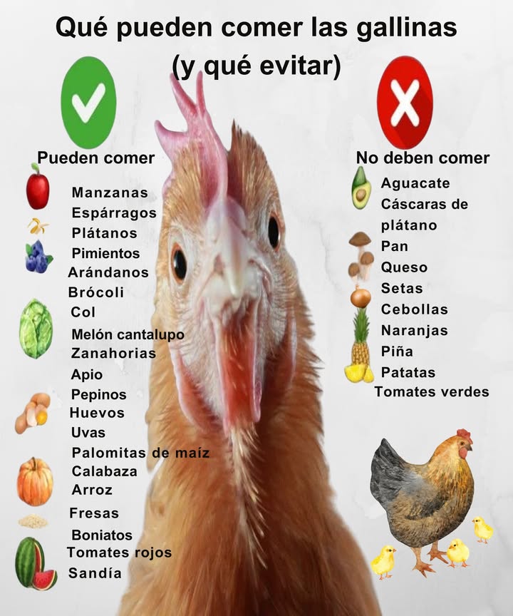 Qué pueden comer las gallinas y qué evitar

 Seguro y nutritivo:
 Manzana, plátano, brócoli, bayas
 Calabaza, pepino, tomate rojo
 Huevo cocido en pequeñas cantidades

 Evitar siempre:
 Aguacate  contiene persina tóxica
 Tomate verde  solanina perjudicial
 Cebolla  daña los glóbulos rojos
 Patata cruda  glicoalcaloides nocivos
 Queso y pan  exceso de grasa, sal o procesados
 Setas  algunas variedades tóxicas
 Cítricos  dificultan la absorción de calcio

 Pan o queso solo como premio ocasional, nunca de forma diaria.

Una dieta variada y segura mantiene a las gallinas sanas, activas y felices
