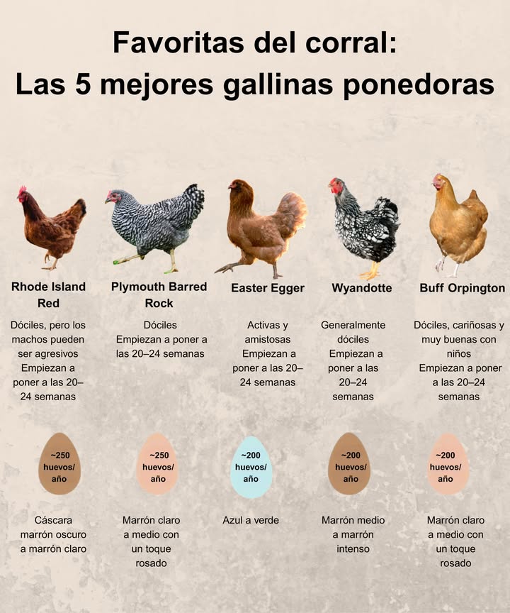 5 Mejores Razas de Gallinas para Huevos Todo el Año
Estas razas son clásicas en el corral: resistentes, dóciles y ponedoras fiables.

 Consejos para Gallinas Felices:
 Proporciona al menos 0,4 m de espacio en el gallinero por ave.
 El acceso a agua fresca diaria es indispensable.
 Un pienso equilibrado para ponedoras mejora la calidad de los huevos.
 Añade concha de ostra triturada para un extra de calcio.
 Déjalas escarbar o pastorear: se mantienen sanas y los huevos son más nutritivos.

 Con los cuidados adecuados, tu gallinero llenará la cesta y dará vida a tu huerto.