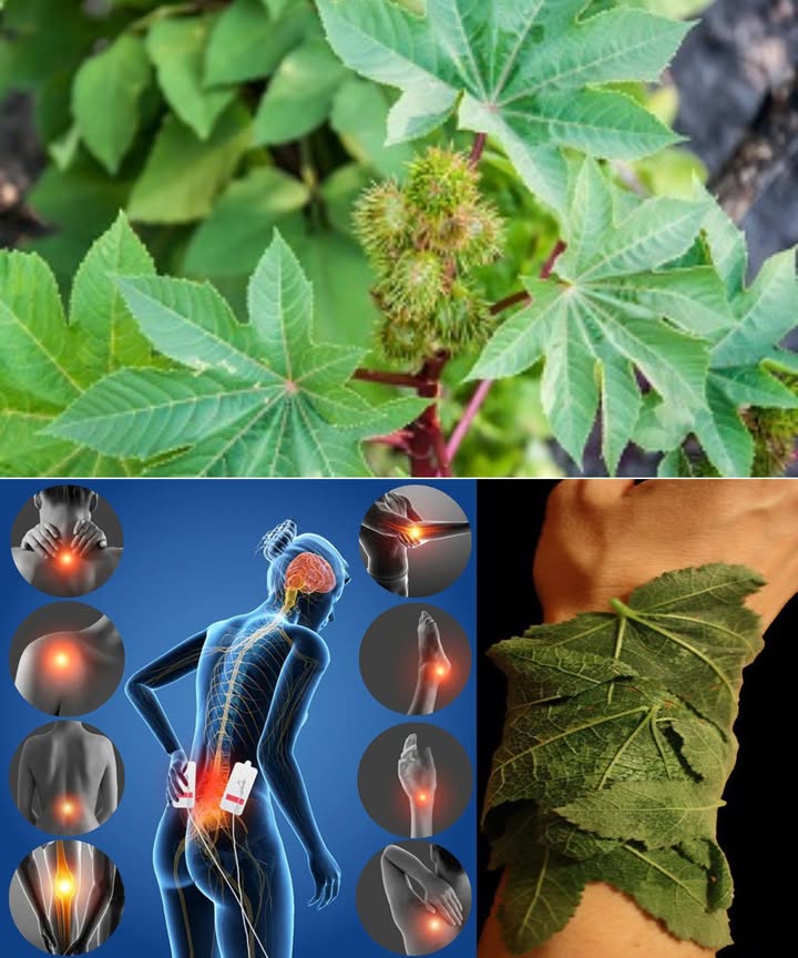 El poder de las hojas de ricino: un regalo oculto de la naturaleza 

Las hojas de ricino, menos conocidas que su famoso aceite, son un tesoro natural con múltiples usos tradicionales. Bien empleadas, pueden aliviar molestias, relajar el cuerpo y cuidar la piel de forma suave y natural.

 15 beneficios de las hojas de ricino

1 Alivio articular  Hojas tibias sobre rodillas o codos ayudan a reducir rigidez y dolor.
2 Relajante muscular  Calman los músculos cansados tras el esfuerzo físico.
3 Desinflamante natural  Las cataplasmas disminuyen la hinchazón leve.
4 Alivio del dolor de espalda  Aplicadas calientes brindan confort inmediato.
5 Calma los dolores de cabeza  Hojas frescas sobre la frente relajan la tensión.
6 Cuidado de la piel  Suavizan irritaciones leves cuando se aplican externamente.
7 Mejora la circulación  El calor de las hojas estimula el flujo sanguíneo local.
8 Alivio de resfriados  Cocidas al vapor ayudan a despejar las vías respiratorias.
9 Fortalecen el cabello  Enjuagues con agua de hojas fortalecen las raíces.
 Repelente natural  Hojas frescas ayudan a mantener alejados los insectos.
11 Pies relajados  Remojar los pies en su agua tibia reduce la fatiga.
12 Alivio estomacal externo  Aplicadas en el abdomen calman los calambres leves.
13 Apoyo posparto tradicional  Hojas calientes en el vientre favorecen la recuperación.
14 Alivio de oído leve uso externo  Hojas tibias cerca del oído pueden reconfortar.
15 Relajación profunda  En compresas tibias ayudan a relajar cuerpo y mente.

 Aviso importante de seguridad
Las hojas y semillas de ricino contienen compuestos que pueden ser tóxicos si se usan de forma incorrecta.
 Nunca deben comerse ni prepararse en infusiones.
 Solo para uso externo.
Mantén las hojas fuera del alcance de niños y mascotas.
Este contenido es informativo y no sustituye el consejo médico profesional.

 Usos caseros seguros de las hojas de ricino

 Compresa tibia para el dolor
 Lava las hojas frescas.
 Caliéntalas al vapor o en agua caliente.
 Colócalas sobre la zona dolorida espalda, articulaciones o músculos.
 Cubre con un paño para mantener el calor.

 Cataplasma desinflamante
 Tritura hojas frescas hasta ablandarlas.
 Envuelve en una tela fina.
 Aplica 2030 min sobre la zona inflamada.

 Vapor para los resfriados
 Añade un puñado de hojas al agua hirviendo.
 Inhala el vapor con precaución cubriendo la cabeza con una toalla.

 Enjuague capilar fortalecedor
 Hierve las hojas 1015 min.
 Cuela y deja enfriar.
 Usa el agua como enjuague final tras lavar el cabello.

禮 Remojo relajante para pies
 Añade agua de hojas hervidas en un recipiente.
 Remoja los pies 1520 min para aliviar el cansancio.

 Envoltura para el vientre
 Coloca hojas lavadas y calientes sobre el abdomen.
 Cubre con un paño tibio para aliviar calambres o molestias.

 Usos curativos seguros
Utiliza las hojas de ricino solo en métodos externos, con precaución y respeto por su poder natural.
La naturaleza ofrece alivio cuando se usa con sabiduría y equilibrio.