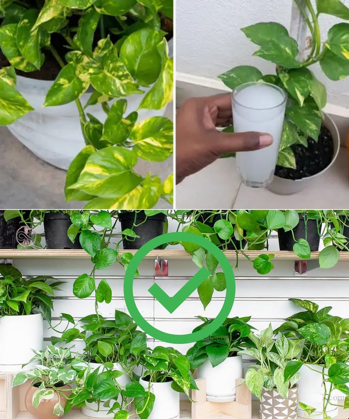 Fertilizante natural que impulsa el crecimiento de todas tus plantas 

蓼 Ingrediente clave: levadura de cerveza
 100 % natural, económico y efectivo
 Aporta nitrógeno, fósforo y potasio: nutrientes esenciales para el desarrollo sano
 Mejora la estructura del suelo y estimula la floración

 Cómo prepararlo:
1 Disuelve 12 cdas de azúcar en 4 litros de agua
2 Añade 12 cdas de levadura de cerveza seca o fresca
3 Mezcla bien y deja reposar 12 horas para activar
4 Coloca en botella con pulverizador
5 Aplica sobre hojas y raíces cada 15 días

 Ideal para flores, hierbas, verduras y plantas de interior
 No excedas la dosis para evitar saturación de nutrientes

 Con esta receta casera, tus plantas estarán más verdes, vigorosas y llenas de vida sin usar químicos dañinos.