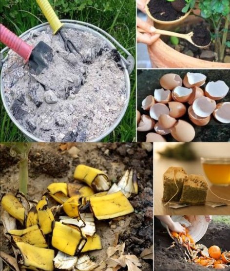 13 fertilizantes caseros que transforman tus plantas 

 Cáscara de plátano
Entiérrala o remójala para liberar potasio.

 Café molido
Ideal para plantas amantes de suelos ácidos como hortensias y azaleas.

讀 Cáscara de huevo
Muélela y espárcela para aportar calcio al suelo.

蓼 Sal de Epsom
Disuélvela en agua para ofrecer magnesio esencial.

 Melaza
Diluida, alimenta microorganismos beneficiosos del suelo.

 Agua de acuario
Rica en nutrientes, perfecta para riego nutritivo.

 Ceniza de madera
Espárcela para sumar potasio y calcio de forma natural.

 Gelatina
Disuélvela en agua para estimular el crecimiento foliar.

拏 Leche
Mezcla con agua para enriquecer con calcio y proteínas.

 Algas marinas
Enjuaga, pica y agrega al compost por sus minerales y hormonas de crecimiento.

凌 Verduras sobrantes
Hierve y usa el agua como caldo lleno de nutrientes.

 Té de malezas
Infusión rica en minerales para fertilizar naturalmente.

離 Explora y combina
Nutre tus plantas con lo que tienes en casa y observa su transformación.

Tu cocina es un tesoro oculto de fertilizantes naturales.