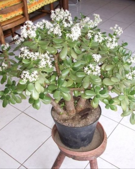 Secretos de la Crassula: cultiva riqueza y energía en casa 

Una planta que no se regala ni se traslada: la Crassula ovata guarda su poder donde crece. Cuando descubras su fuerza, la cuidarás como a un tesoro.

 Propagación por hojas:
1 Elige una hoja sana.
2 Déjala secar a la sombra 1-2 días.
3 Planta en tierra húmeda, con la base apenas enterrada.
4 Mantén la humedad leve hasta que broten raíces.

 Propagación por esqueje de tallo:
1 Corta un trozo sano del tallo.
2 Seca 1-2 días hasta que cicatrice.
3 Planta en tierra suelta o pon en agua.
4 Riega moderadamente hasta que enraíce.

吝 Extra Feng Shui:
Coloca tu Crassula en el lado derecho de la entrada, orientada al norte.
Atraerá abundancia, prosperidad y buena energía.

 Cuídala con dedicación y la Crassula responderá con belleza y armonía en tu hogar.