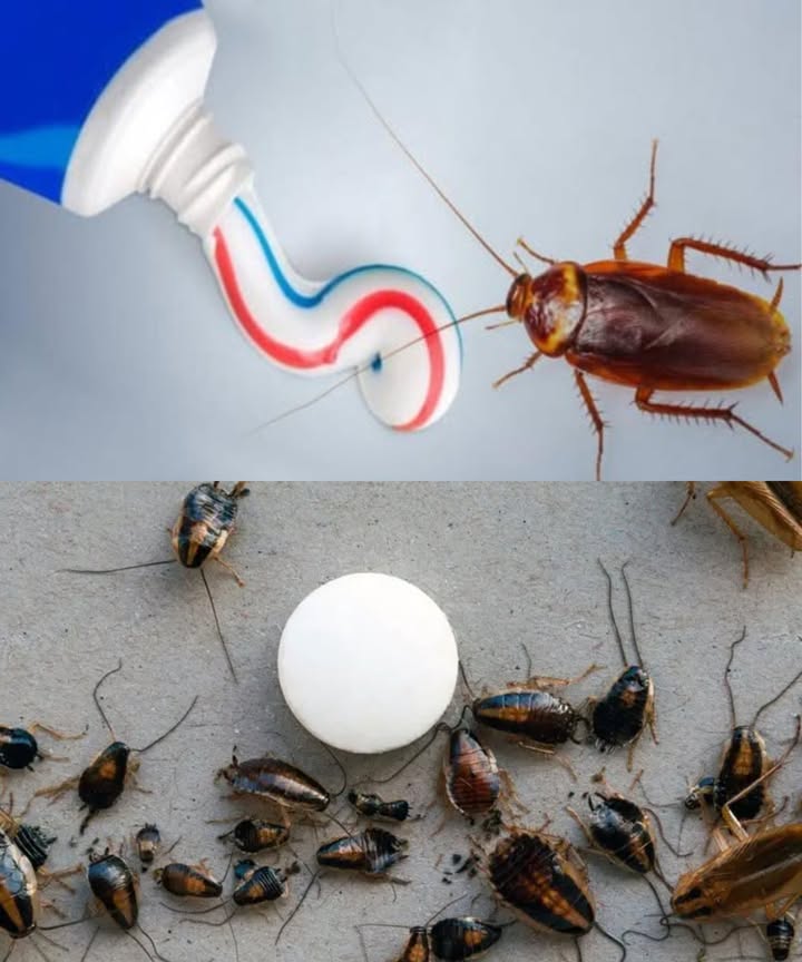 荒 El truco del dentífrico para acabar con las cucarachas para siempre

 Con este sencillo remedio casero podrás olvidarte de estos molestos insectos que invaden tu cocina y tu hogar.

 Ingredientes:

3 cdas de azúcar

4 cdas de harina

3 cdas de pasta de dientes

3 cdas de agua

 Preparación:
Mezcla todo hasta obtener una pasta homogénea. Forma pequeñas bolitas con la mezcla.

 Uso:
Coloca las bolitas en rincones oscuros y cálidos donde suelen aparecer las cucarachas.
El azúcar las atrae, la pasta de dientes actúa como veneno.

 Repite el proceso 2 o 3 veces por semana hasta eliminarlas por completo.

 Hogar libre de cucarachas sin químicos agresivos.