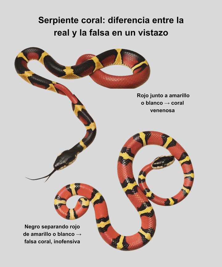 Coral snake: a quick look at the difference between real and false

 Red next to yellow or white  venomous coral  
 Black separating red from yellow or white  harmless false coral  

 Colors convey meaning  
 Red  Yellow = danger  
 Red  Black  Yellow = safety  

易 A keen eye prevents risks  
 Nature mimics, but a trained eye makes all the difference!