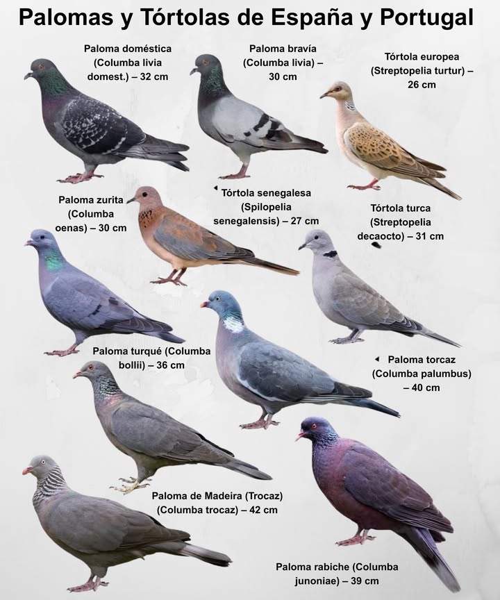 Palomas y Tórtolas de la Península Ibérica
Belleza alada que habita plazas, bosques y costas de España y Portugal 

 Paloma doméstica  La más cercana al ser humano
 Paloma bravía  Origen de muchas razas urbanas
 Tórtola europea  Elegancia en vuelo migratorio
 Tórtola senegalesa  Toque exótico en la fauna ibérica
 Tórtola turca  Expansión silenciosa por pueblos y ciudades
 Paloma zurita  Discreta habitante de campos abiertos
 Paloma torcaz  Majestuosa, la más grande de Europa
 Paloma turqué  Tesoro endémico de Canarias
 Paloma rabiche  Rara joya de las islas atlánticas
 Paloma de Madeira Trocaz  Gigante forestal de 42 cm

 Un patrimonio natural que conecta el cielo con la tierra.