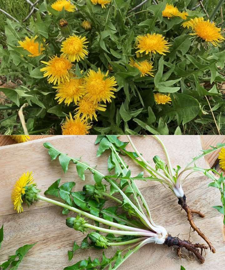 El poderoso diente de león: el tesoro escondido de la naturaleza 

Mucho más que una maleza, el Taraxacum officinale es una joya nutricional y medicinal. Desde sus raíces hasta sus flores doradas, cada parte está cargada de beneficios.

 30 beneficios impresionantes
 Antioxidante natural que combate el envejecimiento
 Refuerza el sistema inmunológico
 Mejora la digestión y desinflama
 Limpia el hígado de forma natural
 Diurético suave que reduce la retención de líquidos
 Regula los niveles de azúcar en sangre
 Favorece la salud renal y urinaria
 Apoya la pérdida de peso
 Fuente rica en vitaminas A, C y K
 Mejora la piel y ayuda contra el acné
 Fortalece huesos y dientes
 Alivia la inflamación y el dolor articular
 Ayuda contra la anemia y equilibra hormonas
 Promueve un cabello más fuerte y brillante
 Protege la vista y la memoria
 Apoya la salud cardíaca y reduce el colesterol
 Potencial anticancerígeno
 Calma eccemas y psoriasis
 Favorece un metabolismo activo
 Previene cálculos renales y biliares

 Cómo incorporarlo
 Hojas: crudas en ensaladas o en infusiones secas
 Flores: para té, aceites o vino casero
 Raíces: tostadas para café herbal o en tintura medicinal

 Precaución: Consulta con un profesional si tomas medicamentos o tienes problemas de vesícula.

 El diente de león es una planta humilde con poderes extraordinarios. Inclúyelo en tu rutina y transforma tu bienestar desde la raíz.