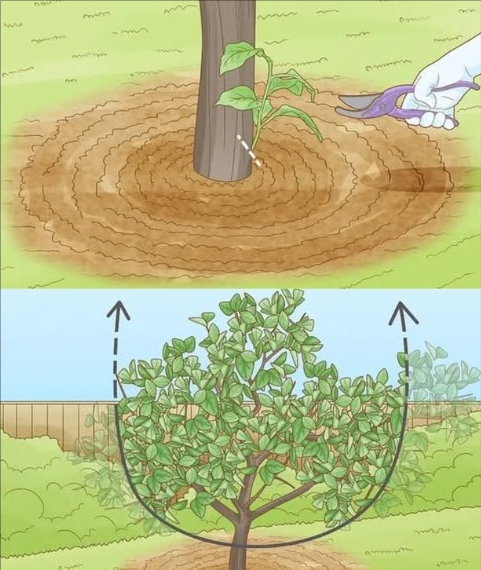 La poda de cítricos es la clave para árboles fuertes y frutos abundantes

 Cuándo podar
 A principios de primavera, justo después de las últimas heladas.

 Herramientas
 Usa tijeras limpias y esterilizadas para evitar enfermedades.

 Cómo podar
 Elimina ramas secas o enfermas.
 Corta las que se cruzan o crecen hacia adentro.
 Da forma al árbol retirando ramas desordenadas o demasiado largas.

 Cuidados especiales
 No podes en verano ni en otoño.
 Evita la poda si hay riesgo de heladas.
 Protege los árboles jóvenes del frío.

 Consejos útiles
 Usa guantes y gafas protectoras.
 Observa cómo responde el árbol y ajusta la próxima poda.

 Una poda correcta rejuvenece, fortalece y prepara tus cítricos para una cosecha abundante y deliciosa.