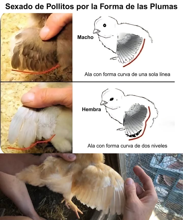 Sexado de Pollitos por la Forma de las Plumas

Método práctico y no invasivo para identificar el sexo desde los primeros días:

 Pollitas  Plumas primarias crecen más rápido que las coberteras
 Pollitos  Plumas primarias y coberteras crecen a la misma longitud
 Curvatura de las plumas  Hembras muestran dos niveles, machos una curva única
 Funciona mejor en razas de pluma rápida
 Ideal durante los primeros días tras la eclosión
 Perfecto para criadores y corrales domésticos
