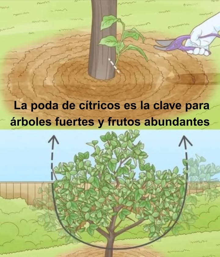 La poda de cítricos es la clave para árboles fuertes y frutos abundantes

 Cuándo podar
 A principios de primavera, justo después de las últimas heladas

 Herramientas
 Tijeras limpias y esterilizadas para prevenir enfermedades

 Cómo podar
 Elimina ramas secas o enfermas
 Corta las que se cruzan o crecen hacia el interior
 Da forma al árbol retirando ramas desordenadas o demasiado largas

 Cuidados especiales
 Evita podar en verano u otoño
 No podes si hay riesgo de heladas
 Protege los árboles jóvenes del frío

 Consejos útiles
 Usa guantes y gafas protectoras
 Observa la reacción del árbol y ajusta futuras podas

 Una poda correcta rejuvenece, fortalece y prepara tus cítricos para una cosecha abundante y deliciosa