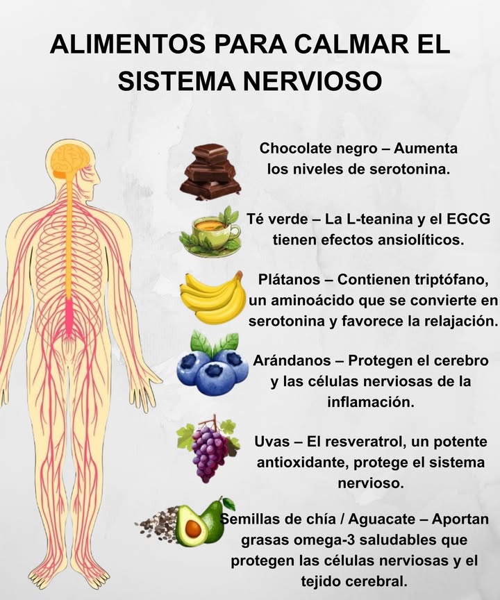 Alimentos que calman el sistema nervioso

 Chocolate negro  aumenta los niveles de serotonina
 Té verde  la L-teanina y el EGCG tienen efectos ansiolíticos
 Plátanos  contienen triptófano que favorece la relajación
𢡄 Arándanos  protegen el cerebro y las células nerviosas de la inflamación
 Uvas  el resveratrol, potente antioxidante, protege el sistema nervioso
陋 Semillas de chía / Aguacate  aportan omega-3 que cuidan el tejido cerebral y las células nerviosas