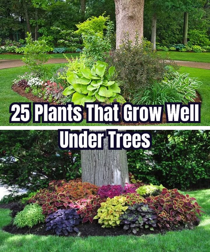 25 Plants That Thrive Under Trees

Hostas  Lush leaves that love the shade!

Ferns  Bring a forest feel to your garden. 

Lamium  A cheerful ground cover with tiny flowers.

Heuchera  Colorful foliage that brightens dark corners. 

Lungwort Pulmonaria  Speckled leaves and early spring blooms.

Epimedium  Delicate flowers and drought-tolerant.

Bergenia  Big, bold leaves and pretty blooms.

Pachysandra  Evergreen and easy-going ground cover.

Vinca minor  Spreads quickly with violet or white flowers. 

Ivy  Climbs or spreads effortlessly in the shade.

Japanese Anemone  Late-summer blooms that dance in the wind. 

Astilbe  Feathery flowers for a soft touch.

Carex Sedge  Adds texture and gentle movement.

Tiarella Foamflower  Sweet little stars of bloom.

Cyclamen hederifolium  Autumn flowers with heart-shaped leaves.

Brunnera  Lovely blue blooms, like forget-me-nots.

Hardy Geranium  Tough, cheerful, and always welcome.

Trillium  Woodland charm in a single bloom.

Italian Arum  Winter interest with striking leaves. 

Wall Bellflower  Clings to life in tight shady spots.

Forget-me-not  A soft carpet of tiny blue flowers.

Bleeding Heart Dicentra  Whimsical flowers shaped like hearts. 

Ladys Mantle Alchemilla  Holds dew like sparkling jewels.

Luzula  A soft grass that loves moist shade.

Solomons Seal  Elegant arching stems with hidden flowers.