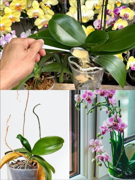 1 cucharadita en la maceta y la orquídea florece sin parar 
Sin moho, sin enfermedades y con hasta 5 veces más flores gracias a un ingrediente inesperado: el ajo.

 Cuidados básicos
 Luz abundante e indirecta, nunca sol directo
 Riego por inmersión y buen drenaje
 Raíces verdes = hidratadas  Raíces blancas/grises = necesitan agua

龍 El poder del ajo
Rico en minerales y vitaminas que fortalecen, nutren y estimulan la floración.

 Elixir casero de ajo
 1 cucharada de ajo deshidratado
 Agua hervida

Coloca el ajo en un recipiente con tapa

Añade agua hirviendo y deja enfriar

Agita, cuela y diluye en 1 litro de agua

 Aplicación
 Rocía sobre las hojas después del riego
 Repite cada 2 semanas
 Asegura siempre buen drenaje

 Beneficios visibles
 Floración abundante y duradera
 Protección frente a hongos
 Crecimiento fuerte y saludable

 Con este sencillo elixir natural, tus orquídeas se llenarán de color y vitalidad todo el año.