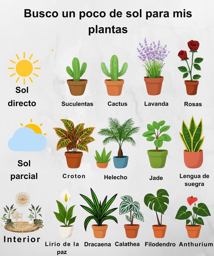 Busco un poco de sol para mis plantas