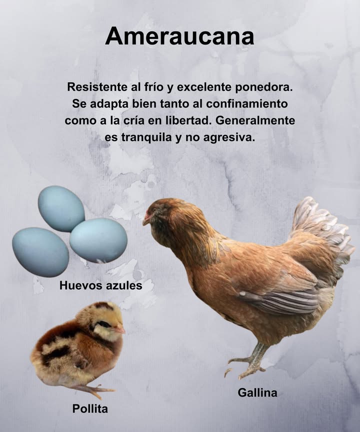 Ameraucana

Resistente al frío y excelente ponedora.
Produce huevos de tono azul característico, muy apreciados por su belleza natural.
Se adapta con facilidad tanto a la vida en confinamiento como al sistema de cría libre.
De temperamento tranquilo, dócil y sociable, es ideal para corrales familiares o mixtos.
Una gallina rústica, confiable y encantadora que combina resistencia con elegancia. 讀