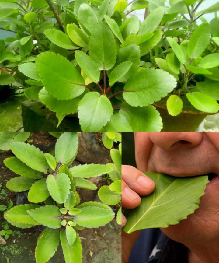 HOJA DE VIDA: LA PLANTA MILAGROSA DEL JARDÍN

 20 beneficios sorprendentes:
 Elimina la mucosidad y alivia la tos
 Ayuda a disolver cálculos renales
 Alivia los síntomas del asma
 Promueve la cicatrización de heridas y quemaduras
 Reduce la inflamación y calma el dolor
 Fortalece el sistema inmunológico
 Disminuye la fiebre de manera natural
 Mejora la digestión y alivia el estreñimiento
 Combate los dolores de cabeza
 Lucha contra infecciones bacterianas y fúngicas
 Desintoxica y protege el hígado
 Alivia las picaduras de insectos
 Sana llagas y fortalece las encías
 Regula la presión arterial
 Alivia los cólicos menstruales
 Favorece un sueño reparador
 Mejora la piel con mascarillas naturales
 Protege el estómago y previene úlceras
 Controla la diarrea
 Alivia las articulaciones adoloridas

 Usos en el hogar:
 Té  tos, asma, fiebre, cálculos renales
磻 Jugo  úlceras, hígado, ciclo menstrual
 Cataplasma  heridas, inflamación, dolor articular
 Inhalación  congestión, bronquitis, sinusitis
醴 Gárgaras  encías, llagas, dolor de garganta
 Mascarilla  acné, irritación, brillo natural
 Infusión nocturna  promueve el sueño

 Precaución:
Uso moderado. No reemplaza atención médica. Consultar en caso de embarazo, lactancia o tratamientos crónicos.

 La Hoja de Vida no es solo una planta ornamental: es un remedio ancestral que crece silenciosamente en tu jardín, lista para cuidar tu salud de manera natural.