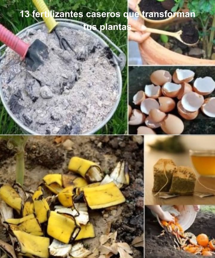 13 fertilizantes caseros que transforman tus plantas

 Cáscara de plátano
Entiérrala o remójala para liberar potasio.

 Café molido
Ideal para plantas amantes de suelos ácidos como hortensias y azaleas.

讀 Cáscara de huevo
Muélela y espárcela para aportar calcio al suelo.

蓼 Sal de Epsom
Disuélvela en agua para ofrecer magnesio esencial.

 Melaza
Diluida, alimenta microorganismos beneficiosos del suelo.

 Agua de acuario
Rica en nutrientes, perfecta para riego nutritivo.

 Ceniza de madera
Espárcela para sumar potasio y calcio de forma natural.

 Gelatina
Disuélvela en agua para estimular el crecimiento foliar.

拏 Leche
Mezcla con agua para enriquecer con calcio y proteínas.

 Algas marinas
Enjuaga, pica y agrega al compost por sus minerales y hormonas de crecimiento.

凌 Verduras sobrantes
Hierve y usa el agua como caldo lleno de nutrientes.

 Té de malezas
Infusión rica en minerales para fertilizar naturalmente.

離 Explora y combina
Nutre tus plantas con lo que tienes en casa y observa su transformación.

 Tu cocina es un tesoro oculto de fertilizantes naturales.
