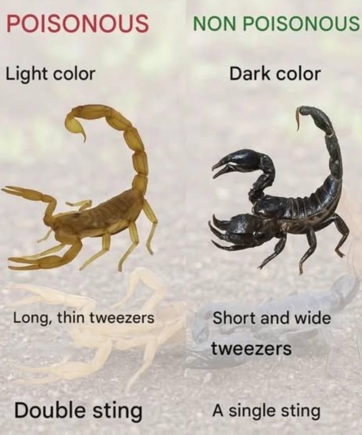 廬 Know Your Scorpions! Poisonous vs Non-Poisonous  Heres How to Tell the Difference
 POISONOUS SCORPIONS
 Signs to Watch For:
 Light Color  Usually yellow or pale
 Long, Thin Claws Tweezers  Built more for venom, not strength
 Double Sting  Can deliver multiple strikes

 These scorpions rely on venom to subdue prey, and their sting can be medically significant.
 Avoid close contact! Seek medical help if stung.

 NON-POISONOUS SCORPIONS
 Less Dangerous Features:
 Dark Color  Typically black or brown
 Short, Thick Claws  Strong pincers used to crush prey
 Single Sting  Less venomous and rarely harmful to humans

 These scorpions rely more on physical strength than venom.
律 No need to panic  but still avoid handling.

 Nature Tip:
While not all scorpions are deadly, its best to avoid touching any wild scorpions. Learn to recognize the traits and stay prepared, especially in warm or desert climates!