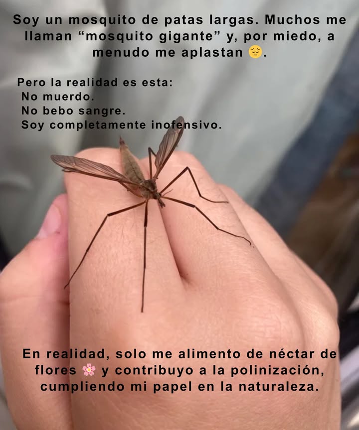 烈 Hola, no soy lo que piensas

Soy un mosquito de patas largas. Muchos me llaman mosquito gigante y, por miedo, a menudo me aplastan .

Pero la realidad es esta:
 No muerdo.
 No bebo sangre.
 Soy completamente inofensivo.

En realidad, solo me alimento de néctar de flores  y contribuyo a la polinización, cumpliendo mi papel en la naturaleza.

 Así que la próxima vez que me veas, recuerda:
No soy peligroso, solo estoy malentendido.

 Cada pequeña vida merece respeto y amabilidad.

#MosquitoGigante #NoSoyPeligroso #NectarDeFlores