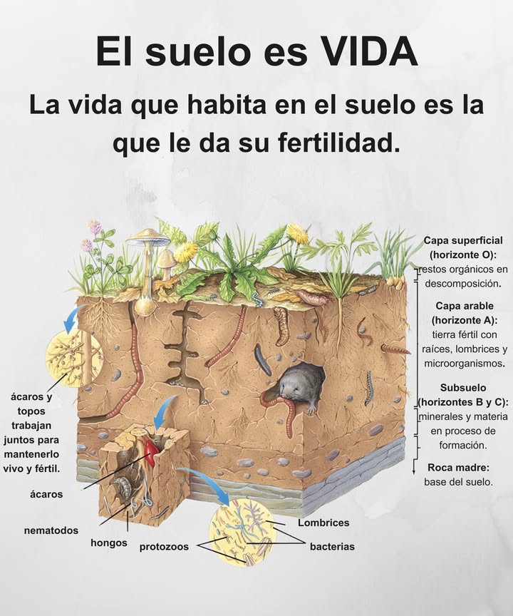Bajo nuestros pies existe todo un mundo oculto:
 Los hongos, las bacterias y los protozoos reciclan los nutrientes
 Los gusanos e insectos airean y enriquecen el suelo
 Las raíces y los nódulos fijan el nitrógeno y alimentan las plantas
 Los mamíferos y los microbios crean estructura y fertilidad

La vida del suelo es la fertilidad del suelo.
Protégelo, aliméntalo y él seguirá alimentándonos.