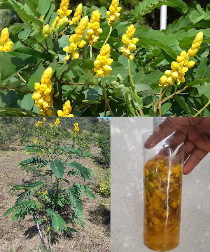 Los poderosos beneficios medicinales y usos de la Senna alata 

La Senna alata, conocida como arbusto de vela o arbusto de la tiña, es una joya tropical con flores amarillas brillantes y grandes propiedades curativas. Más allá de su belleza, esta planta ha sido utilizada durante siglos en la medicina tradicional para cuidar la piel, aliviar el estreñimiento y promover la salud general.

 Beneficios medicinales destacados:
 Antifúngica natural  Gracias al ácido crisofánico, combate eficazmente la tiña, el pie de atleta y otras infecciones fúngicas.
 Laxante suave  Sus antraquinonas estimulan el tránsito intestinal y ayudan a aliviar el estreñimiento.
 Antibacteriana y cicatrizante  Limpia heridas, acelera la curación y evita infecciones secundarias.
 Antiinflamatoria  Calma la piel irritada, picaduras de insectos e inflamaciones leves.
 Antioxidante y revitalizante  Protege las células del daño oxidativo y refuerza las defensas naturales.
 Emoliente y calmante  Suaviza e hidrata la piel seca o con picazón.

 Usos más comunes:
 Pasta tópica para infecciones fúngicas.
 Decocción natural para aliviar el estreñimiento.
襁 Infusión para limpiar heridas o zonas irritadas.
 Ungüento casero para picaduras y enrojecimientos.

 Aplicaciones caseras sencillas:

1 Pasta antifúngica:
Machaca hojas frescas con unas gotas de agua hasta obtener una pasta. Aplícala sobre la zona afectada durante 30 min y enjuaga.

2 Lavado de hojas:
Hierve un puñado de hojas en una taza de agua por 1015 min. Deja enfriar y usa para limpiar la piel dos veces al día.

3 Decocción laxante:
Hierve 12 cditas de hojas secas en 250 ml de agua durante 10 min. Cuela y bebe con moderación.

4 Ungüento calmante:
Infusiona hojas frescas en aceite de coco o de oliva tibio durante 30 min. Cuela y aplica sobre picaduras o zonas irritadas.

 Precauciones:
Usar con moderación. El exceso puede causar molestias intestinales. Evitar durante el embarazo y lactancia sin supervisión médica. Prueba siempre una pequeña zona de la piel antes de usar.

 Conclusión:
La Senna alata es un auténtico regalo natural: poderosa, versátil y accesible. Desde el cuidado de la piel hasta el bienestar digestivo, esta planta tropical transforma remedios sencillos en verdaderos rituales de salud .