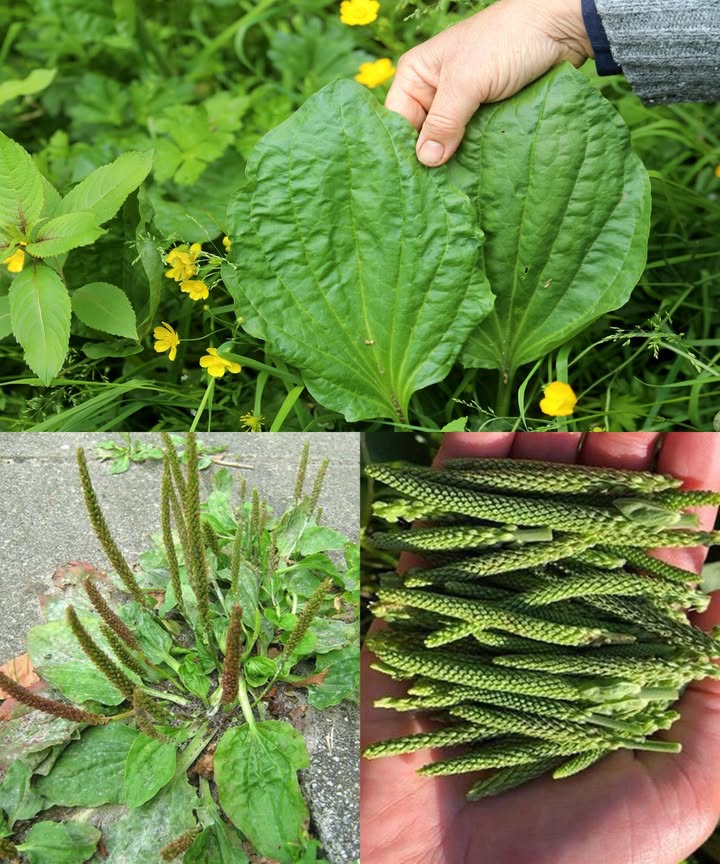 Llantén mayor: 10 beneficios que transforman tu salud y formas fáciles de usarlo

El llantén mayor Plantago major, conocido por muchos como una simple maleza, es en realidad una joya botánica con un legado medicinal milenario. Rico en compuestos activos y nutrientes, se convierte en un aliado natural para la salud diaria.

10 beneficios comprobados del llantén mayor:

 Antiinflamatorio natural:
Reduce la inflamación articular e intestinal gracias a la aucubina y taninos que contiene.

啕 Cicatrizante potente:
Acelera la curación de heridas, cortes y picaduras al detener el sangrado y evitar infecciones.

 Digestión suave:
Su mucílago protege el tracto digestivo, aliviando gastritis, úlceras y el SII.

 Respira mejor:
Actúa como expectorante natural, ayudando a liberar las vías respiratorias en casos de tos o asma.

 Antimicrobiano eficaz:
Combate bacterias, virus y hongos, útil contra resfriados e infecciones urinarias.

 Vitaminas y minerales clave:
Aporta vitamina A, C, K, hierro y calcio, fortaleciendo inmunidad, piel y huesos.

 Cuidado cutáneo:
Calma eccema, acné y psoriasis, regenerando la piel de forma suave y natural.

 Alivio del dolor:
Reduce dolores de cabeza, dentales y cólicos menstruales con infusiones o cataplasmas.

喝 Regula el azúcar:
Favorece el equilibrio de la glucosa, siendo útil como apoyo en casos de diabetes.

 Desintoxicante suave:
Apoya hígado y riñones en la eliminación de toxinas, promoviendo bienestar integral.

5 formas de usar el llantén mayor en casa:

 Té medicinal:
Infusiona 1-2 cdtas. de hojas secas en una taza de agua caliente 10-15 min. Bebe 2-3 veces al día.

 Ungüento curativo:
Macerar hojas en aceite de oliva por 3-4 semanas. Filtrar y mezclar con cera de abeja. Usar en heridas y piel irritada.

 Cataplasma fresca:
Tritura hojas frescas y aplícalas directamente en la zona afectada. Deja actuar varias horas.

綾 Verde comestible:
Añade hojas jóvenes a ensaladas o cocínalas como espinacas. Aportan sabor y nutrientes.

 Tintura casera:
Deja hojas frescas en vodka durante 3-4 semanas. Cuela y toma 15 gotas al día diluidas en agua.

Precaución responsable:
Haz una prueba en la piel antes de aplicarlo. Consulta con tu médico si estás embarazada, en lactancia o tomando medicación.

El llantén mayor no es solo una planta silvestre; es una farmacia verde esperando ser descubierta.