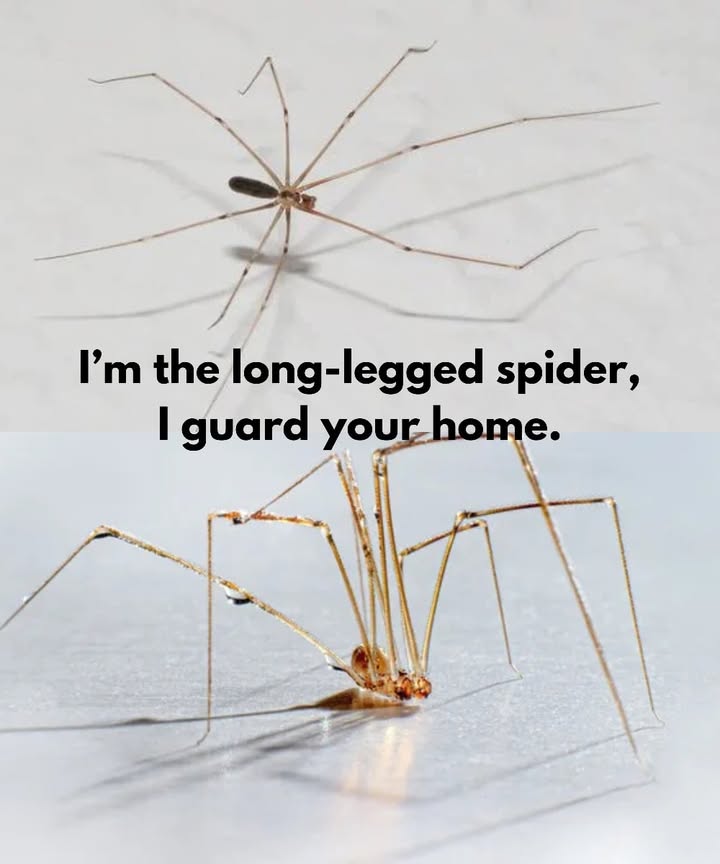 The cellar spider: a quiet ally at home

Belonging to the Pholcidae family, this common house spider is harmless to humans. It plays an important role in controlling pests by preying on species such as recluse spiders, black widows, flies, and cockroaches.

Although its webs may sometimes seem unwelcome, the benefits of this arachnid are significant. It helps preserve the ecological balance indoors and naturally keeps unwanted insects under control.