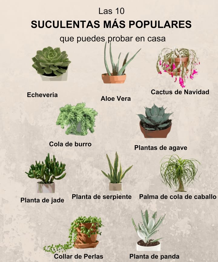Las 10 suculentas más populares para decorar tu hogar

 Fáciles de cuidar, ideales para interiores y exteriores:

 Echeveria  Forma de roseta, perfecta para macetas decorativas.
 Aloe Vera  Medicinal, resistente y muy decorativa.
 Cactus de Navidad  Florece en invierno, aporta color.
 Cola de burro  Colgante, ideal para macetas elevadas.
 Plantas de agave  Fáciles, robustas y esculturales.
 Planta de jade  Suerte y prosperidad en una sola planta.
 Planta de serpiente  Purifica el aire, resistente a todo.
 Palma de cola de caballo  Tronco grueso y hojas largas, exótica.
 Collar de perlas  Caídas decorativas como cuentas verdes.
 Planta de panda  Hojas suaves con bordes oscuros.

 Añade vida, textura y estilo natural a tu espacio con estas joyas botánicas.