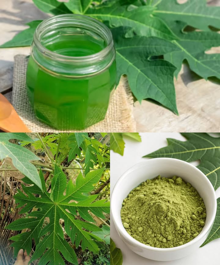 El poder curativo oculto de las hojas de papaya 

Mucha gente disfruta del fruto del papayo, pero pocos conocen que sus hojas son una joya medicinal natural. Desde aliviar fiebres hasta mejorar la digestión y el estado de la piel, su poder curativo ha sido apreciado en todo el mundo.

 20 beneficios naturales de las hojas de papaya

1 Aumentan las plaquetas y ayudan en casos de dengue.
2 Bajan la fiebre naturalmente.
3 Limpian y fortalecen el hígado.
4 Mejoran la digestión y reducen la hinchazón.
5 Refuerzan el sistema inmunitario.
6 Ayudan a controlar el azúcar en la sangre.
7 Combaten el acné, erupciones y manchas.
8 Calman los dolores menstruales.
9 Alivian el malestar estomacal.
 Fortalecen el cabello y reducen su caída.
11 Aumentan la energía.
12 Aceleran la cicatrización de heridas.
13 Combaten el estreñimiento.
14 Reducen la inflamación y el dolor corporal.
15 Estimulan el apetito.
16 Eliminan parásitos intestinales.
17 Protegen el estómago de úlceras.
18 Limpian los riñones.
19 Reducen la caspa.
20 Refrescan el aliento.

 Formas sencillas de usarlas en casa

 Té de hojas de papaya  35 hojas en 23 tazas de agua, hervir 15 min y beber 1 taza al día.
磻 Jugo de hoja fresca  licuar hojas con un poco de agua, colar y tomar 12 cucharadas al día con miel.
 Enjuague capilar  hervir 23 hojas, enfriar y aplicar tras el champú.
 Mascarilla facial  triturar hojas, aplicar 15 min y enjuagar.
 Hoja cruda  masticar un trocito para aliento fresco o salud intestinal.

 Consejos importantes

Lavar siempre las hojas antes de usarlas.

Empezar con pequeñas cantidades.

Evitar durante el embarazo.

Suspender su uso si causa molestia.

 Un remedio natural, económico y versátil para fortalecer cuerpo, piel y cabello con el poder de la naturaleza.