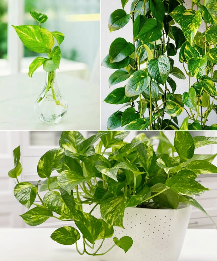 Pothos exuberantes y llenos de hojas con estos trucos naturales 

 Fertilizante casero espesante
讀 2 cáscaras de huevo picadas
 2 posos de café fríos y triturados
 Mezcla y esparce en la tierra
 Riega después de 15 minutos para que penetre
 Cada 3 semanas hasta octubre
 Nitrógeno puro para un crecimiento vigoroso

 Té verde revitalizante
 Hojas secas o té preparado 100 ml diluido en 500 ml agua
 Sin azúcar
 Estimula crecimiento y regula pH del suelo

凜 Agua de cocción de patatas o verduras
 Enfriada y sin sal
 Mineraliza y fortalece la planta

 Agua de acuario
 Rica en fósforo después de 7 días
華 Riega cada 15 días, cuidando de retirar piedras o conchas

 Resultado: frondas tupidas, verdes y llenas de vida
 Cuida tus pothos con estas ideas fáciles y ecológicas