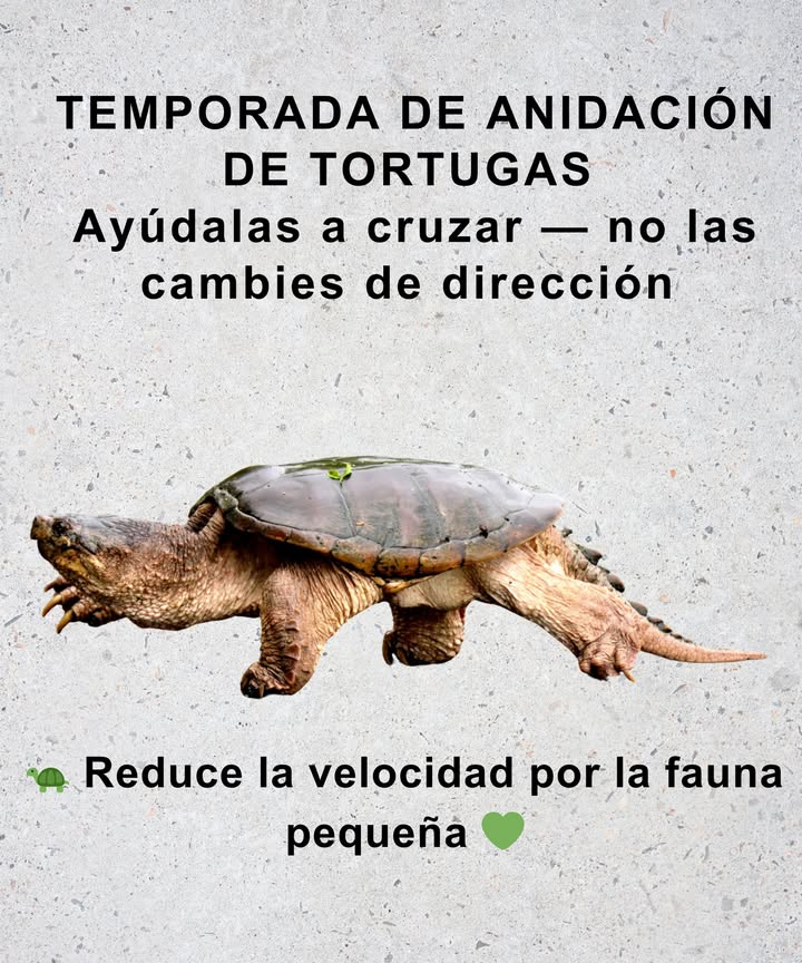 Es temporada de anidación de tortugas!
Las tortugas están en movimiento, cruzando caminos para poner sus huevos.

 Si ves una en la carretera:
 Ayúdala con cuidado a cruzar en la dirección en la que se dirige
 Nunca la gires ni la traslades lejos
 Reduce la velocidad y presta atención a la fauna pequeña

Cada tortuga salvada protege a la próxima generación.