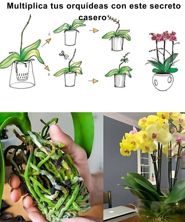 Multiplica tus orquídeas con este secreto casero 
Fácil, económico y 100 % natural

 Materiales básicos:
 Tallo de orquídea
 500 ml de agua hervida
 Cera de vela
 Tapa de plástico con agujeros
 Jengibre fresco

華 Paso a paso para propagar:
1 Corta el tallo en trozos y sella los extremos con cera
2 Corta jengibre en trocitos, cubre con agua hervida y deja infusionar 24 h
3 Cuela y remoja los trozos de orquídea 30 min
4 Sumerge la espuma floral en el mismo líquido otros 30 min
5 Llena el recipiente con la espuma y coloca los tallos encima
6 Riega con agua evaporada, cierra el recipiente y deja en sombra
7 Riega semanalmente
8 Día 21: aparecen los primeros brotes
9 Día 31: raíces visibles
 Día 45: listas para trasplantar

 Fertilizante natural con arroz:
 Tuesta 1 vaso de arroz, tritura hasta obtener polvo
 Guarda en frasco seco
 Disuelve 1 cda en agua fría y deja reposar 30 min
 Aplica sobre los rizomas

 Limpieza nutritiva de hojas:
 Lava 1 puñado de arroz, mezcla con 500 ml de agua
 Humedece un bastoncillo y limpia hoja por hoja
 Repite cada 2 semanas

 Cuida tus orquídeas con métodos naturales y verás florecer belleza en cada rincón.