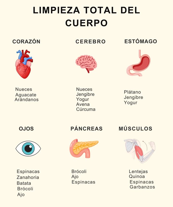 Limpieza total del cuerpo 

 Corazón
Nueces  Aguacate  Arándanos
易 Cerebro
Nueces  Jengibre  Yogur  Avena  Cúrcuma
 Estómago
Plátano  Jengibre  Yogur
 Ojos
Espinacas  Zanahoria  Batata  Brócoli  Ajo
喙 Páncreas
Brócoli  Ajo  Espinacas
 Músculos
Lentejas  Quinoa  Espinacas  Garbanzos

 Una guía visual y natural para nutrir y depurar tu cuerpo desde adentro.