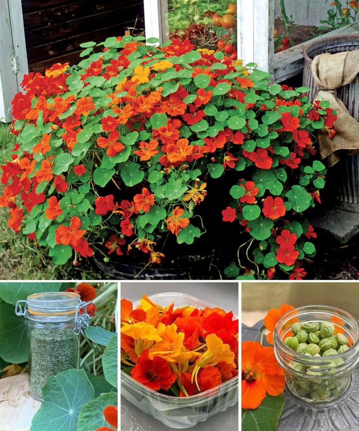 Capuchinas: color, sabor y protección natural en un solo rincón del jardín 

Las capuchinas son pura energía en tonos naranjas, amarillos y rojos. No solo embellecen el jardín, también lo protegen, alimentan y aromatizan.

 Beneficios que enamoran:
 Repelen plagas actuando como cultivo trampa pulgones, orugas, mosca blanca.
 Atraen polinizadores: abejas y mariposas adoran sus flores.
 Fáciles de cuidar: prosperan incluso en suelos pobres y secos.
 Comestibles y medicinales: hojas, flores y semillas llenas de vitamina C, antioxidantes y sabor.

 Cómo aprovechar cada parte:
 Flores: decoran ensaladas, sopas y platos con su toque picante.
 Hojas: perfectas en sándwiches, pestos o tortillas.
 Semillas: encurtidas como alcaparras caseras o molidas como especia.

 Cultivo sin complicaciones:
 Siembra en primavera, después de las heladas.
 Prefieren suelo pobre y bien drenado.
 Pleno sol = más flores.
 Riego moderado, sin encharcar.

 Cuidados rápidos:
 Retira flores secas para estimular nuevas.
 Si hay pulgones, basta con un chorro de agua.
 Cosecha flores abiertas y hojas jóvenes.

 Más allá del jardín:
 Tintes naturales para telas.
 Ramos decorativos.
 Infusiones herbales y vinagres aromatizados.

Las capuchinas son belleza viva, sabor fresco y equilibrio natural. Una sola planta que embellece, protege y alimenta.