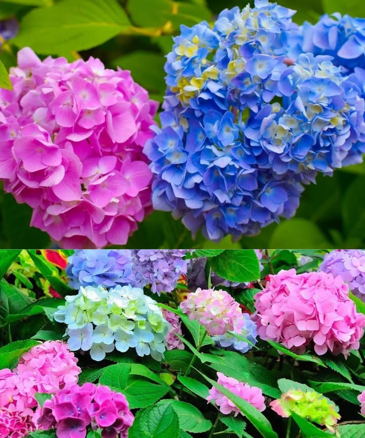 Cambia el color de tus hortensias con trucos caseros simples y naturales

Las hortensias son una explosión de color en cualquier jardín, pero lo que pocos saben es que puedes modificar el tono de sus flores con solo ajustar el pH del suelo. Azul, morado, rosa o rojo: el secreto está bajo tierra.

 Así funcionan los colores en las hortensias

 Tonos azules o violetas: aparecen en suelos ácidos pH 5,06,5 y ricos en aluminio.
 Tonos rosas o rojizos: surgen en suelos alcalinos pH superior a 6,5, especialmente los tratados con cal o regados con agua dura.
 Blancas: suelen permanecer blancas, pero su tonalidad puede volverse ligeramente rosada o verdosa según el entorno.

 Métodos naturales para cambiar su color

 Posos de café: espolvorea alrededor del arbusto para bajar el pH y favorecer los tonos azules.
 Cáscaras de limón y pomelo secas: úsalas como infusión para regar y acidificar suavemente el suelo.
讀 Cáscaras de huevo trituradas: suben el pH de forma gradual y favorecen los colores cálidos.
 Ceniza de madera o cal agrícola: ideales para conseguir tonos rosados y rojizos vibrantes.

 Cuándo aplicar los cambios

Empieza en primavera o a principios de verano. Los efectos no son inmediatos, pero con constancia el color de tus hortensias cambiará temporada tras temporada.

Un jardín, mil posibilidades

No te conformes con el color actual de tus hortensias. Con un puñado de café, algo de cal o cáscaras bien aprovechadas, puedes transformar tu jardín en una paleta viva de colores, adaptada completamente a tu gusto. Así de fácil. Así de natural.