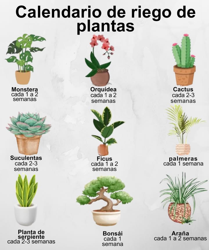 Programa de riego perfecto para plantas felices

 Plantas de hojas grandes Monstera, Calathea, Dieffenbachia
Riega 1 vez por semana
 Consejo: pulveriza las hojas para mantener la humedad ambiental

 Suculentas y cactus
Riega cada 2-3 semanas
 Consejo: asegúrate de que el sustrato esté completamente seco antes de regar

 Hierbas aromáticas albahaca, menta, perejil
Riega 2-3 veces por semana
 Consejo: colócalas cerca de una ventana para que reciban luz directa

 Plantas con flor violeta africana, anturio, begonia
Riega 1-2 veces por semana
 Consejo: evita mojar las flores directamente

 Plantas de clima tropical potos, drácena, helecho
Riega 1-2 veces por semana
 Consejo: usa agua tibia y sin cloro

 Extra tip:
Usa macetas con buen drenaje y verifica siempre la humedad del sustrato antes de regar.

 Un buen riego marca la diferencia entre sobrevivir y florecer.
