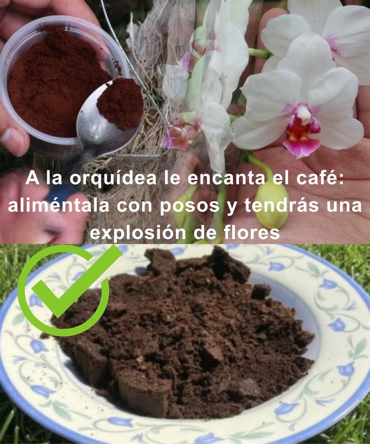 A la orquídea le encanta el café: aliméntala con posos y tendrás una explosión de flores 

1 Bebida de café para la orquídea
Los posos de café aportan potasio, estimulan la floración y fortalecen la planta. Perfecto para orquídeas que llevan tiempo sin florecer.

2 Procedimiento
 Mezclar 100 g de café molido en 3 litros de agua reposada
 Dejar reposar 5 horas, removiendo ocasionalmente
 Filtrar la solución y sumergir la maceta 15 minutos
 Escurrir bien antes de colocarla de nuevo

3 Café ligero para revivir orquídeas débiles
 Preparar 200 ml de café soluble muy suave en agua caliente
 Dejar enfriar y verter un poco cada día en un frasco durante 1 semana

 Incluso orquídeas agotadas recuperan fuerza y florecen de nuevo con este truco natural