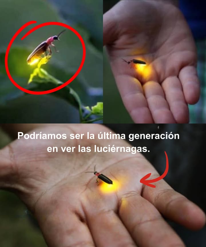 Las luciérnagas están en peligro de extinción, no por causas naturales, sino por nuestra intervención.  Qué las amenaza? Pesticidas, contaminación lumínica y pérdida de hábitat. Pero todavía hay esperanza. Cómo podemos ayudar?  Deja algunas plantas silvestres en tu jardín.  Evita el uso de aerosoles.  Planta especies nativas. No dejemos que la luz se apague. Hagamos que siga brillando!