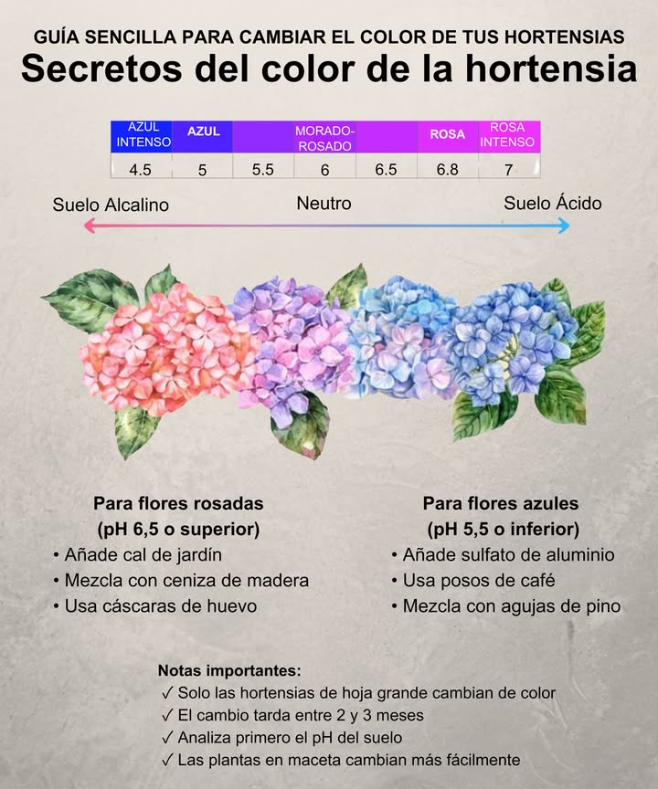 Colores de las Hortensias y pH del Suelo
El pH del suelo define el color de las flores:
 Ácido pH < 6.0  Azul a violeta
 Alcalino pH > 6.0  Rosa a rojo

 Ajusta de forma natural:
 Sulfato de aluminio o posos de café para azul
 Cal agrícola o cáscaras de huevo para rosa

Las hortensias revelan el secreto de tu suelo en cada flor. 
#ConsejosHortensias #ImportaElpHDelSuelo