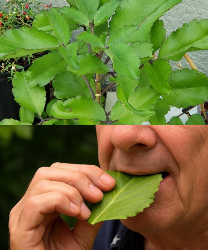 HOJA DE VIDA: LA PLANTA MILAGROSA DEL JARDÍN

 20 beneficios poderosos
 Expulsa mucosidad y calma la tos
 Disuelve cálculos renales
 Reduce síntomas de asma
 Cicatriza heridas y quemaduras
 Desinflama y calma el dolor
 Refuerza defensas e inmunidad
 Baja la fiebre de forma natural
 Mejora digestión y alivia estreñimiento
 Quita dolores de cabeza
 Combate infecciones bacterianas y fúngicas
 Protege y desintoxica el hígado
 Calma picaduras de insectos
 Sana llagas y fortalece encías
 Regula presión arterial
 Alivia cólicos menstruales
 Favorece el sueño profundo
 Mejora piel con mascarillas naturales
 Protege estómago y ayuda contra úlceras
 Corta la diarrea
 Alivia articulaciones doloridas

 Usos caseros
 Té  tos, asma, fiebre, cálculos renales
磻 Jugo  úlceras, hígado, ciclo menstrual
 Cataplasma  heridas, inflamación, dolor articular
 Inhalación  congestión, bronquitis, sinusitis
醴 Gárgaras  encías, llagas, dolor de garganta
 Mascarilla  acné, irritación, brillo natural
 Infusión nocturna  ayuda a dormir

 Precaución
Uso moderado. No sustituye atención médica. Consultar en embarazo, lactancia o tratamientos crónicos.

 La Hoja de Vida no es solo una planta ornamental: es un remedio ancestral que crece silenciosamente en tu jardín, lista para cuidar tu salud de forma natural.