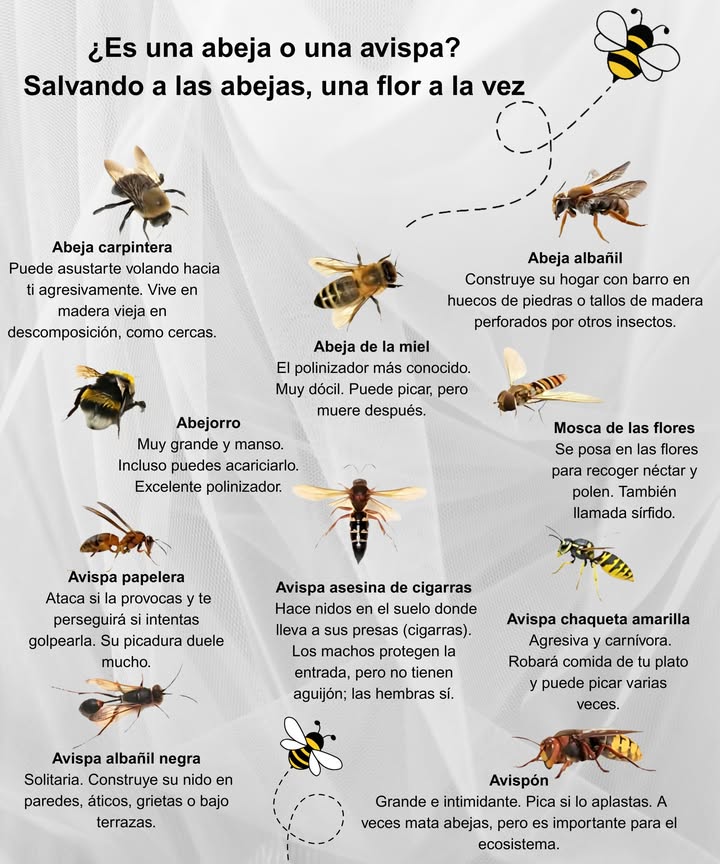 Algunos polinizan flores , otros arruinan tu picnic .
No todos los insectos voladores son una amenaza: muchos son esenciales!
 Cuida a las abejas, respeta su zumbido.