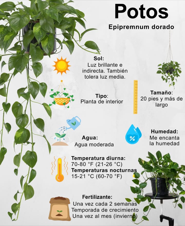 8 consejos para cuidar tus Pothos Epipremnum aureum

 Iluminación: luz brillante y filtrada o luz artificial. Evita el sol directo para que no quemen las hojas.
 Riego: cuando la capa superior del suelo esté seca. Moderación para evitar pudrición de raíz.
 Tierra: mezcla orgánica para macetas con buen drenaje.
 Fertilización: cada 2 semanas en crecimiento, 1 vez al mes en invierno.
華 Trasplante: cada primavera a maceta 5 cm más grande.
 Drenaje: imprescindible para evitar encharcamientos. Escurre rápido el agua sobrante.
 Temperatura: días entre 21-26C, noches entre 15-21C.
 Humedad: alta humedad favorecida con nebulizaciones o platillo con agua elevado para no mojar la base.

Para cochinillas, pudrición o decoloración: lava con agua jabonosa y ajusta la luz.

Recuerda: Pothos es tóxico para humanos y mascotas, mantén lejos de niños y animales.