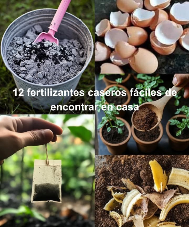 12 fertilizantes caseros fáciles de encontrar en casa

1 Cáscaras de plátano  Enterrar o remojar para aportar potasio
2 Posos de café  Perfectos para plantas que aman suelos ácidos
3 Cáscaras de huevo  Trituradas para calcio extra
4 Sal de Epsom  Disolver para magnesio y hojas más verdes
5 Melaza  Diluida para nutrir y alimentar microbios del suelo
6 Agua de acuario  Rica en nutrientes naturales
7 Ceniza de madera  Espolvorear para potasio y calcio
8 Gelatina  Disuelta para estimular el crecimiento de hojas
9 Leche  Mezcla diluida para calcio y proteínas
 Algas marinas  Enjuagadas y troceadas para minerales y hormonas de crecimiento
11 Desechos vegetales  Hervidos para un caldo nutritivo
12 Té de hierba  Infusión cargada de nutrientes

 Jardín más fuerte, verde y productivo con ingredientes que ya tienes en casa.
#HuertoOrgánico #FertilizanteNatural
