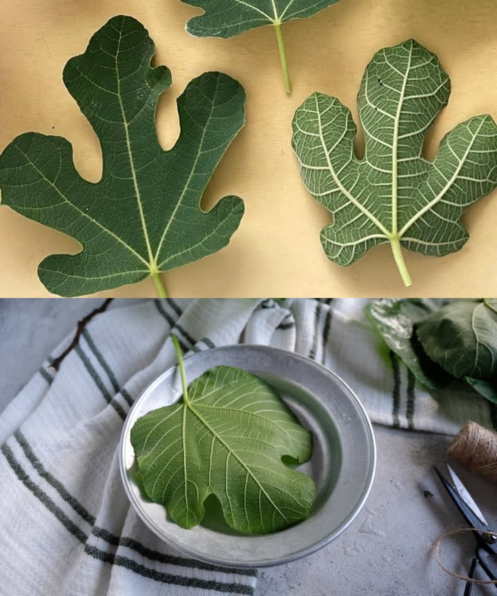 La curación oculta de las hojas de higuera
Un remedio herbal que ha acompañado a la humanidad durante siglos y que hoy sigue siendo un tesoro natural para la salud.

 Un aliado poderoso para tu bienestar

Apoyo natural contra la diabetes tipo 2 y la prediabetes

Equilibrio para la presión arterial alta

Limpieza y protección del hígado graso

Calma para el reflujo ácido y la digestión pesada

Alivio de artritis, dolor articular e inflamación

Relajación profunda contra el estrés, insomnio y ansiedad

Bienestar digestivo: menos hinchazón y gases

Cuidado natural de la piel: eczema, psoriasis y acné

Apoyo en el control de peso y grasa abdominal

 Cómo usarlas en casa

Infusión: hierve de 3 a 5 hojas secas en agua 10-15 min.

Polvo: añade una pizca a batidos, yogur o cápsulas.

Aceite: deja hojas en aceite oliva/coco y úsalo para piel y articulaciones.

Baño herbal: un puñado de hojas secas para relajar y desinflamar.

 Un remedio sencillo, accesible y natural
Las hojas de higuera no son solo un acompañante del fruto: son una joya herbal que ayuda a cuerpo y mente a encontrar equilibrio de manera natural.

 Recuerda: siempre con moderación, y consulta a un profesional si tomas medicamentos o tienes condiciones de salud.