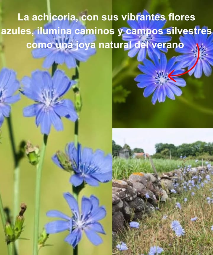 La achicoria, con sus vibrantes flores azules, ilumina caminos y campos silvestres como una joya natural del verano 

Originaria de Europa, se ha expandido por América del Norte y muchas otras regiones, mostrando su increíble capacidad de adaptación.

 Sus raíces tostadas se usan como sustituto del café sin cafeína.
綾 Sus hojas y brotes, cargados de nutrientes, pueden cocinarse, encurtirse o disfrutarse frescos en ensaladas.

Una flor silvestre que no solo embellece el paisaje, sino que también enriquece la cocina natural con su versatilidad y encanto.