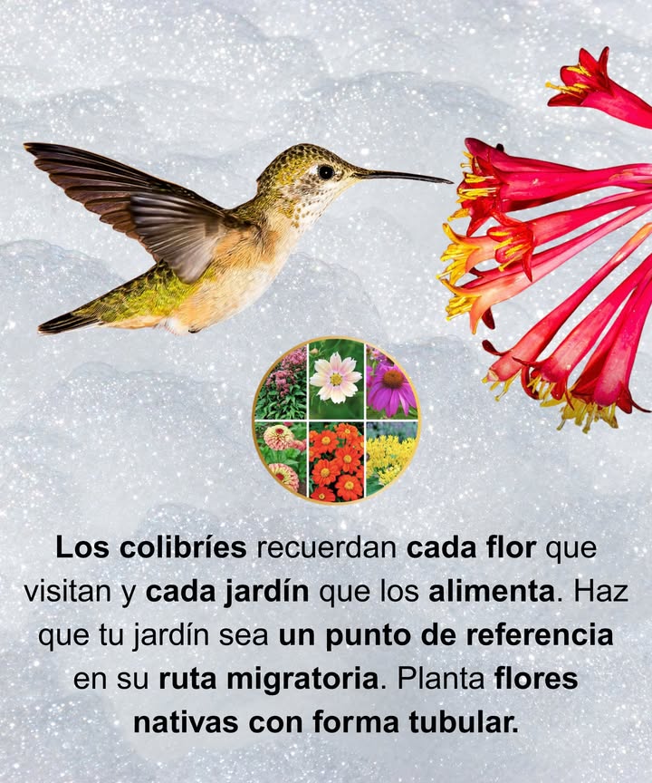 Los colibríes tienen una memoria increíble: recuerdan cada flor y hasta cuánto tarda en volver a llenarse de néctar.  Esto no es solo instinto de supervivencia, es la forma en que construyen su mapa de migración, una ruta viva de jardines seguros y paradas de alimento a lo largo de miles de kilómetros. 

Al plantar flores nativas de forma tubular, tu jardín se convierte en mucho más que un espacio verde: se transforma en un punto vital al que regresarán año tras año. 

#Colibríes