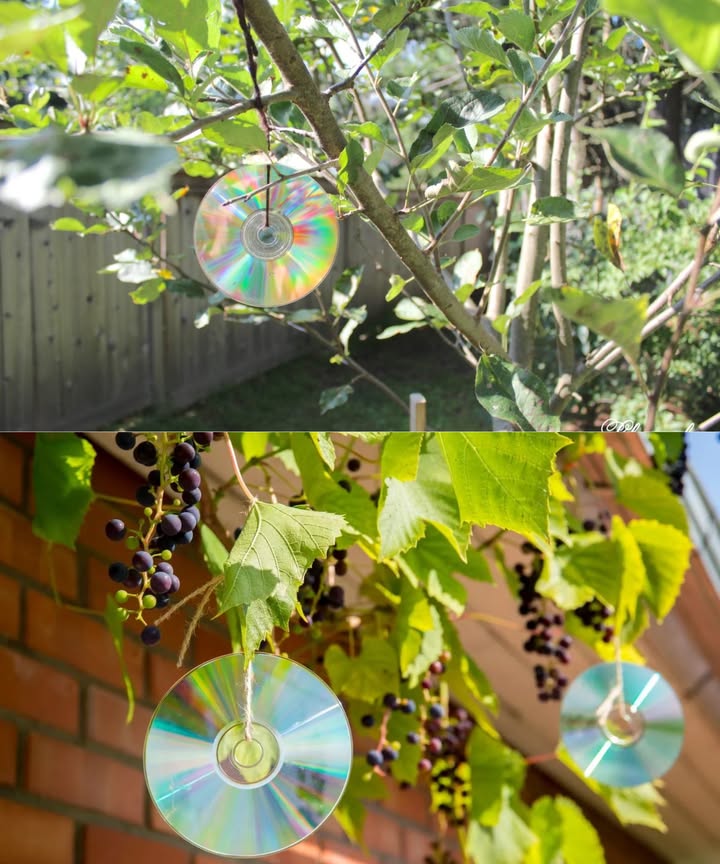 Truco inteligente: colgar CD en los árboles para proteger tu jardín

 Reciclaje útil
Los viejos CD y DVD pueden encontrar una segunda vida en tu jardín. Atados con hilo de pesca y colgados de las ramas, se convierten en un recurso práctico y decorativo a la vez.

襁 Ahuyenta animales
El movimiento de los discos con el viento refleja la luz del sol y disuade pájaros, liebres, ciervos y gatos de acercarse a tus plantas.

 Efecto de luz
Los reflejos intermitentes desconciertan a los intrusos y los mantienen alejados de tus huertos y flores, protegiendo tu espacio sin químicos.

 Cambiar ubicación
Para mantener su eficacia, mueve los CD de vez en cuando a distintos puntos estratégicos.

 Alternativa natural
Un método seguro y ecológico que reemplaza repelentes tóxicos, manteniendo tu jardín protegido y saludable.