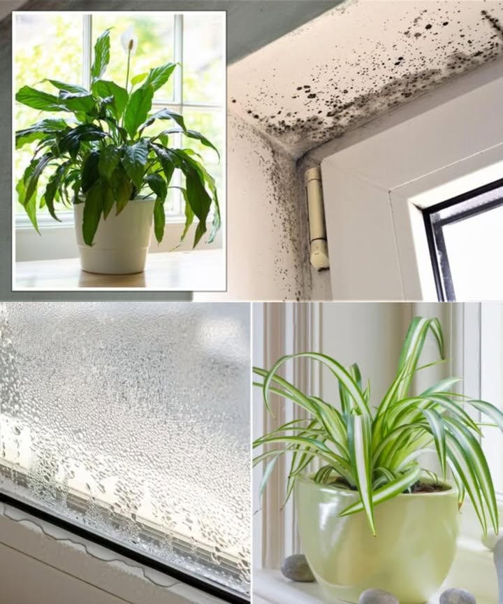 3 plantas que absorben humedad y previenen el moho en casa

 Planta araña Chlorophytum comosum
Absorbe la humedad del aire y crece incluso con poca luz. Ideal para cualquier habitación húmeda. Evitar cerca de radiadores.

 Spathiphyllum Flor de luna
Amante de la humedad, combate el moho y hongos. Solo necesita poca luz y riegos ligeros. Perfecta para baño o lavandería.

 Helecho de Boston
Tropical y gran absorbente de humedad. No requiere luz intensa y es ideal para espacios cerrados y húmedos.