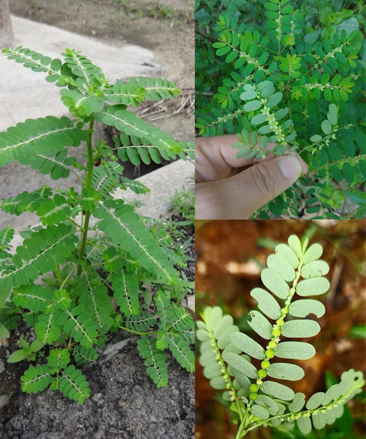 La planta trituradora: remedio natural para los cálculos renales 

 Phyllanthus niruri  conocido como Rompepiedras
 Disuelve cálculos renales
 Aumenta la producción de orina
 Reduce inflamación del tracto urinario
 Previene la formación de nuevos cálculos

 Té de rompepiedras
1 cdita hojas secas  1 taza de agua
Hervir 10 min, colar y beber 2-3 tazas al día

磻 Jugo fresco
Licuar un puñado de hojas   taza de agua
Colar y tomar 1 cda, 2 veces al día

 Polvo casero
Secar hojas y tallos  moler fino
1 cdita en agua, té o jugo 1 vez al día

 Precauciones
 Consulta a un profesional si tomas medicamentos, estás embarazada o en lactancia
 Evita el exceso para no deshidratarte
 Mantente bien hidratado durante el tratamiento

 El rompepiedras es un aliado ancestral para cuidar los riñones, prevenir cálculos y mantener un sistema urinario saludable.