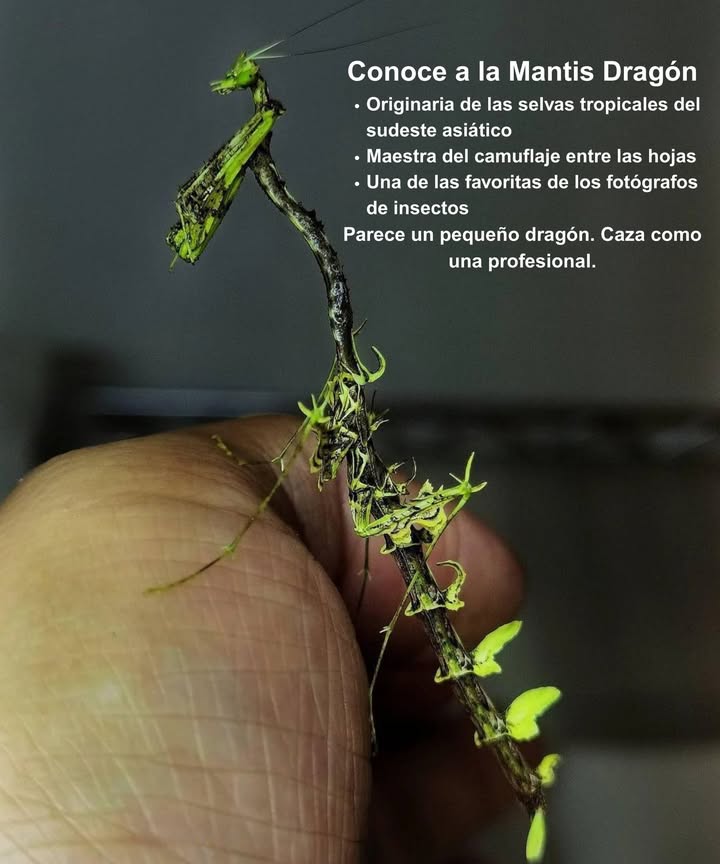 Conoce a la mantis dragón: el diminuto dragón de la naturaleza

Originaria de las frondosas selvas del sudeste asiático, esta fascinante mantis recibe su nombre por su silueta similar a la de un dragón y sus delicados patrones ornamentales.

 Maestra del camuflaje:
Con un disfraz que imita hojas, permanece inmóvil entre el follaje, esperando para emboscar a presas desprevenidas.

 Dato curioso:
Sus intrincados y singulares dibujos la han convertido en musa favorita de fotógrafos de insectos en todo el mundo.

Un dragón en miniatura oculto a simple vista, prueba de que la selva tropical guarda maravillas infinitas.