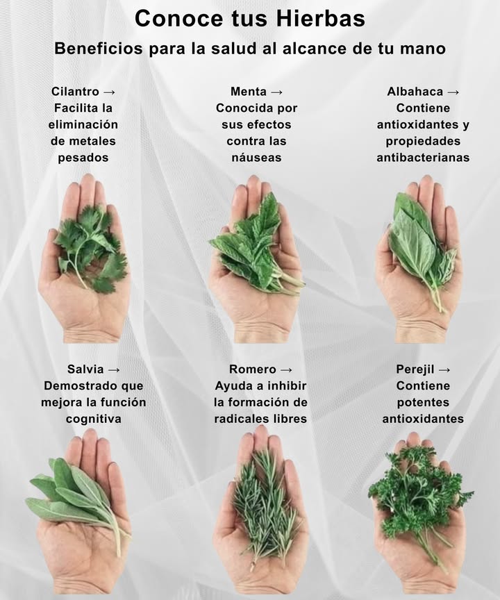 Refuerza tu salud con estas 6 hierbas poderosas! 

Salvia: Mejora la memoria. Ideal en infusiones o platos al horno.

Romero: Combate el envejecimiento. Perfecto para verduras y marinadas.

Perejil: Rico en antioxidantes. Añádelo a ensaladas y sopas.

Cilantro: Ayuda a eliminar metales pesados. Úsalo en salsa o guacamole.

Menta: Alivia las náuseas y favorece la digestión. Excelente en té o postres.

Albahaca: Refuerza el sistema inmune. Ideal para pasta y ensaladas.

 Consejo: Cultívalas en casa o cómpralas frescasañade hierbas a tus comidas cada día para un impulso de salud.